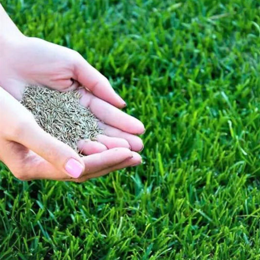 Hybrid Grass Seeds