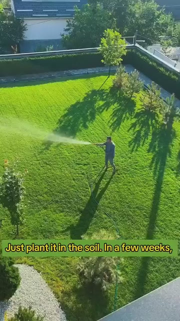Hybrid Grass Seeds
